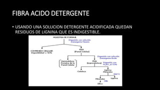 FIBRA ACIDO DETERGENTE
• USANDO UNA SOLUCION DETERGENTE ACIDIFICADA QUEDAN
RESIDUOS DE LIGNINA QUE ES INDIGESTIBLE.
 