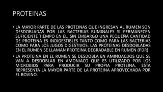 PROTEINAS
• LA MAYOR PARTE DE LAS PROTEINAS QUE INGRESAN AL RUMEN SON
DESDOBLADAS POR LAS BACTERIAS RUMINALES SI PERMANECEN
SUFICIENTE TIEMPO EN EL, SIN EMBARGO UNA PEQUEÑA CANTIDAD
DE PROTEINA ES INDIGESTIBLES TANTO COMO PARA LAS BACTERIAS
COMO PARA LOS JUGOS DIGESTIVOS. LAS PROTEINAS DESDOBLADAS
EN EL RUMEN SE LLAMAN PROTEINA DEGRADABLE EN RUMEN (PDR)
• LA PROTEINA EN EL RUMEN SE DESDOBLA EN AMINOACDOS QUE SE
VAN A DESDOBLAR EN AMONIACO QUE ES UTILIZADO POR LOS
MICROBIOS PARA PRODUCIR SU PROPIA PROTEINA. ESTA
REPRESENTA LA MAYOR PARTE DE LA PROTEINA APROVECHADA POR
EL BOVINO.
 