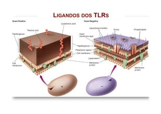 LIGANDOS DOS TLRS
 