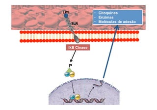 LPS            •  Citoquinas
               •  Enzimas
               •  Moléculas de adesão
      TLR




  IkB Cinase




  P
 