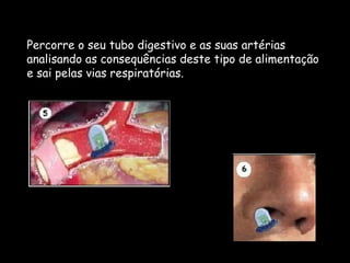 F.Pires
Percorre o seu tubo digestivo e as suas artérias
analisando as consequências deste tipo de alimentação
e sai pelas vias respiratórias.
 
