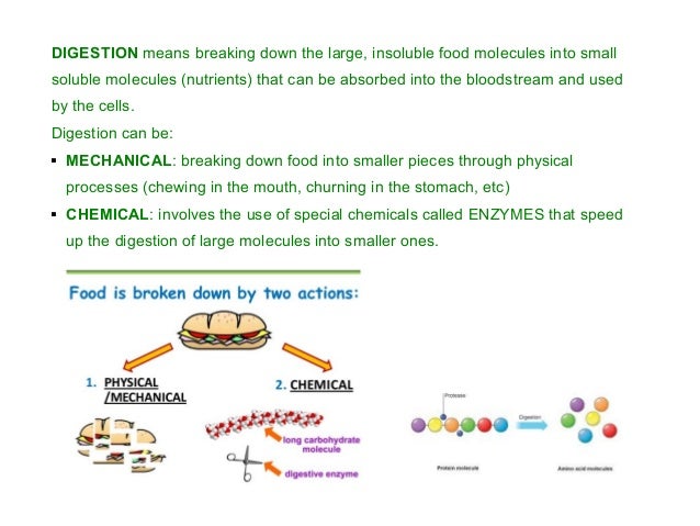 Diet And Digestive System 15 Diet And Digestive System 15