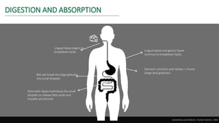 Lingual lipase begins to
breakdown lipids Lingual lipase and gastric lipase
continue to breakdown lipids
Stomach contracts and relaxes = chyme
(large lipid globules)
Bile salt break the large globules
into small droplets
Pancreatic lipase hydrolyses the small
droplets to release fatty acids and
micelles are formed
DIGESTION AND ABSORPTION
Jeukendrup and Gleeson. Human Kinetics. 2004
 