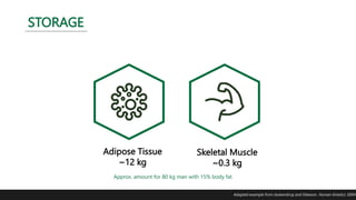 Adipose Tissue
~12 kg
Approx. amount for 80 kg man with 15% body fat
Skeletal Muscle
~0.3 kg
STORAGE
Adapted example from Jeukendrup and Gleeson. Human Kinetics. 2004
 