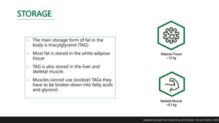 STORAGE
- The main storage form of fat in the
body is triacylglycerol (TAG)
- Most fat is stored in the white adipose
tissue
- TAG is also stored in the liver and
skeletal muscle.
- Muscles cannot use (oxidize) TAGs they
have to be broken down into fatty acids
and glycerol.
Adipose Tissue
~12 kg
Skeletal Muscle
~0.3 kg
Adapted example from Jeukendrup and Gleeson. Human Kinetics. 2004
 