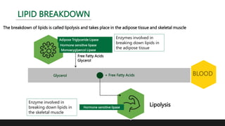 The breakdown of lipids is called lipolysis and takes place in the adipose tissue and skeletal muscle
Monoacyglyercol Lipase
Adipose Triglyceride Lipase
Hormone sensitive lipase
BLOOD
Free Fatty Acids
Glycerol
Glycerol + Free Fatty Acids
Hormone sensitive lipase
Lipolysis
LIPID BREAKDOWN
Enzymes involved in
breaking down lipids in
the adipose tissue
Enzyme involved in
breaking down lipids in
the skeletal muscle
 