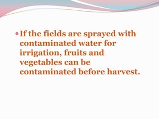 If the fields are sprayed with
contaminated water for
irrigation, fruits and
vegetables can be
contaminated before harvest.
 