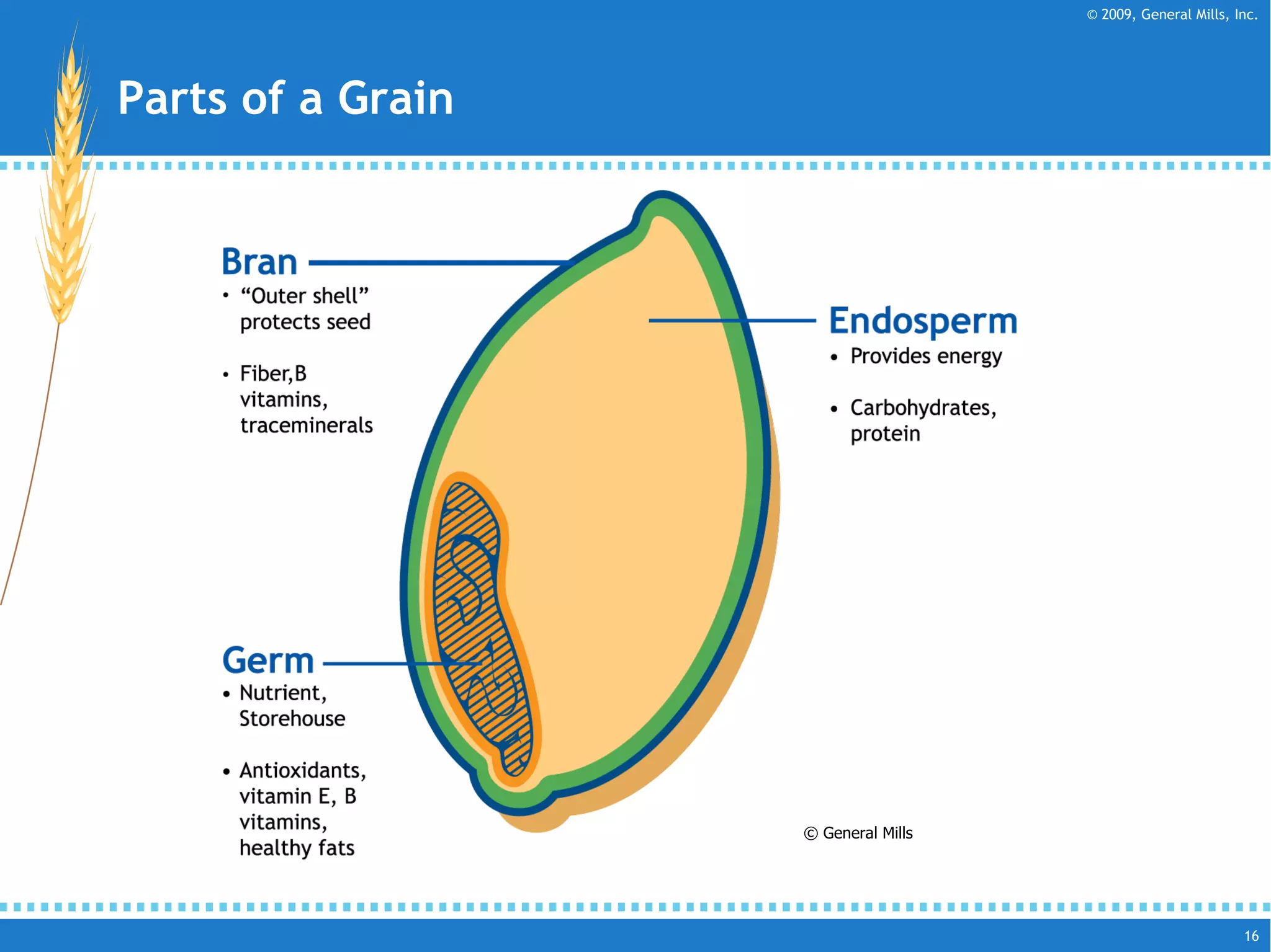 © General Mills Parts of a Grain 