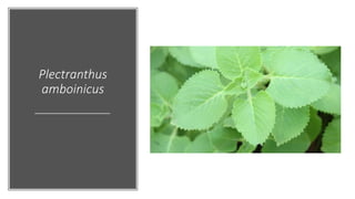 Plectranthus
amboinicus
 