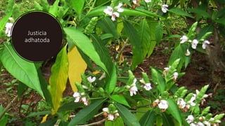 Justicia
adhatoda
 