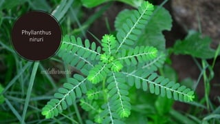 Phyllanthus
niruri
 