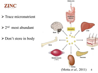 Dietary zinc and cognition development | PPTX
