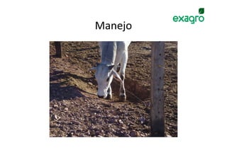 Manejo
 