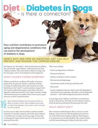 Poor nutrition contributes to premature
aging and degenerative conditions that
can lead to the development
of diabetes in dogs.
Our dogs are our “fur babies”. And much like human children,
they can develop “sugar diabetes”, clinically known as Type
I diabetes mellitus. This article looks at diabetes in dogs, and
how diet plays a role in its development and management.
WHAT CAUSES CANINE DIABETES?
Diabetes results from a problem with insulin, a hormone
produced by the pancreas. Insulin is called the hormone
of storage. It enables body cells to take nutrients out of the
bloodstream to be “stored” or used to produce energy. In this
role, insulin enables blood sugar to enter body cells where
organelles called mitochondria “burn” sugar to produce energy.
This biochemical process enables cells to survive, grow, repair
and carry out their normal functions.
So what causes a dog to lose his ability to produce insulin?
Textbooks of veterinary medicine tell us that canine diabetes
is “multifactorial” in origin, involving a range of issues that
can damage the insulin-producing cells of the pancreas (the
pancreatic beta cells).
These issues include:
• Genetic predisposition to diabetes
• Pancreatic infections
• Obesity, resulting in insulin resistance
• Pharmaceutical drug damage
• Autoimmune attack on the pancreatic beta cells
• Pancreatitis
• Insulin-antagonistic diseases, which involve the deregulation
of hormones such as glucagon, adrenaline, cortisol and growth
hormone — all of which antagonise the actions of insulin.
In many dogs, Type I diabetes results from an autoimmune
attack on the pancreas. The body uses the immune system to
attack the pancreas and destroy the pancreatic beta cells.
WHAT ABOUT DIET?
Most veterinary textbooks ignore diet as a factor in canine
diabetes. And yet incorrect diet lies behind each and every
one of the health issues leading to diabetes! This brings us
to an important area of understanding. The common feature
in all the issues leading up to diabetes is that they involve
– is there a connection?
HERE’S WHY, AND HOW AN ANCESTRAL DIET CAN HELP
PREVENT AND MANAGE THIS COMMON DISEASE.
Type I diabetes develops when the pancreas loses its
ability to produce insulin; Type II diabetes, also known
as “adult onset diabetes”, occurs when insulin no longer
functions properly.
FAST
FACT:
46 Animal Wellness
 
