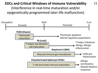 EDCs and Critical Windows of Immune Vulnerability(Interference in real-time maturation and/or epigenetically-programmed la...