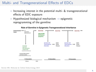 Multi- and Transgenerational Eﬀects of EDCs
◦ Increasing interest in the potential multi- & transgenerational
eﬀects of ED...