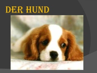 DER HUND 
