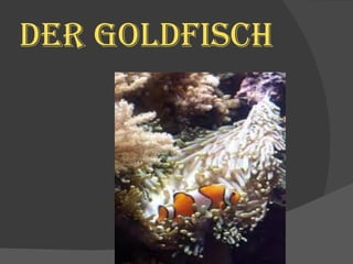 DER GOLDFISCH 