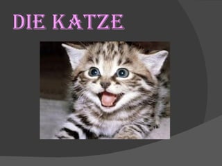 DIE KATZE 