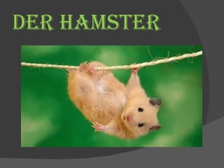DER HAMSTER 