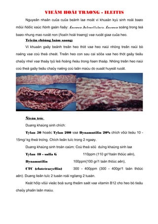 Điều trị bệnh trên heo | DOC