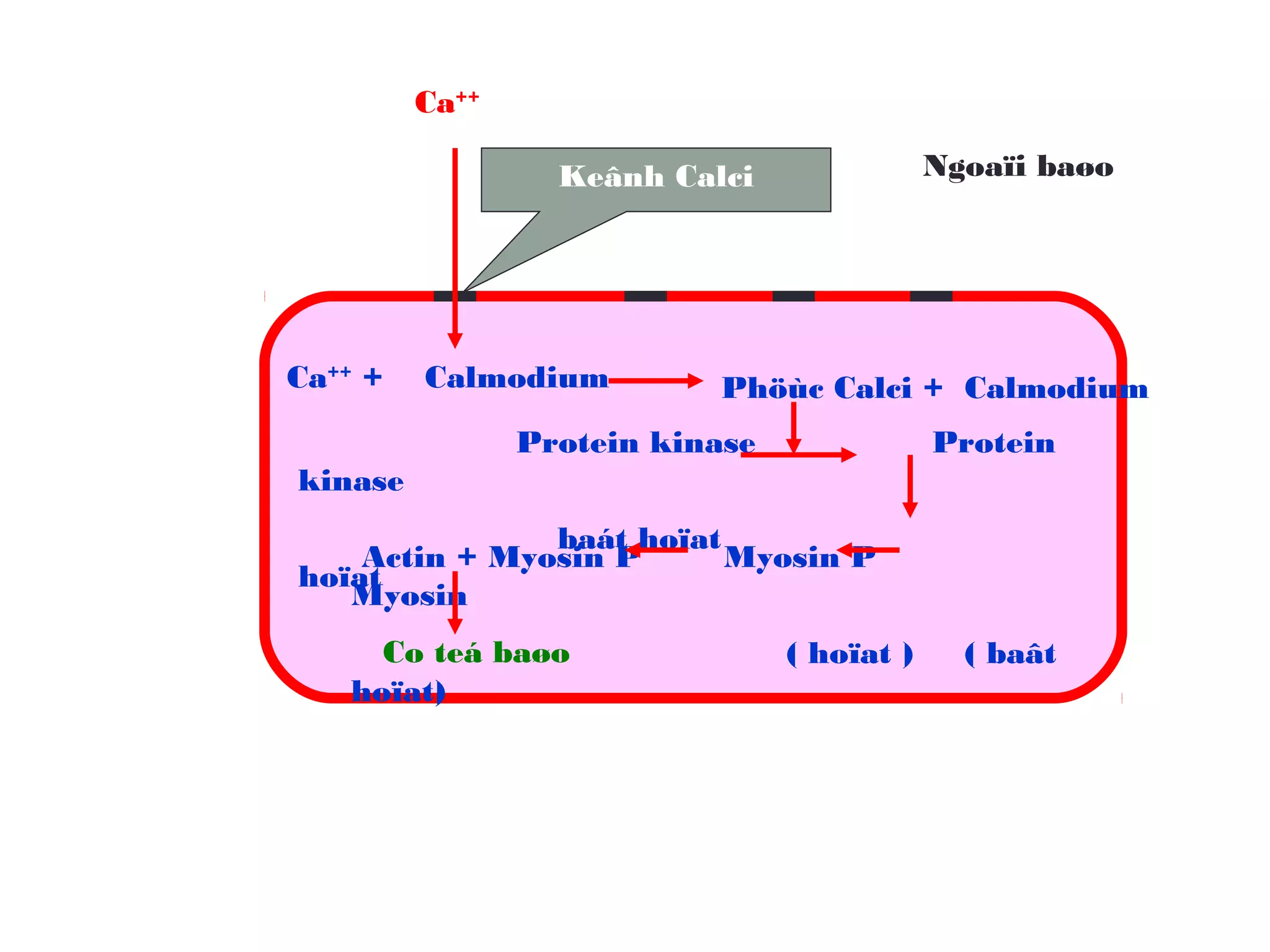 Ca++
Ca++
+ Calmodium Phöùc Calci + Calmodium
Protein kinase Protein
kinase
baát hoïat
hoïat
Actin + Myosin P Myosin P
Myosin
( hoïat ) ( baât
hoïat)
Co teá baøo
Keânh Calci Ngoaïi baøo
 