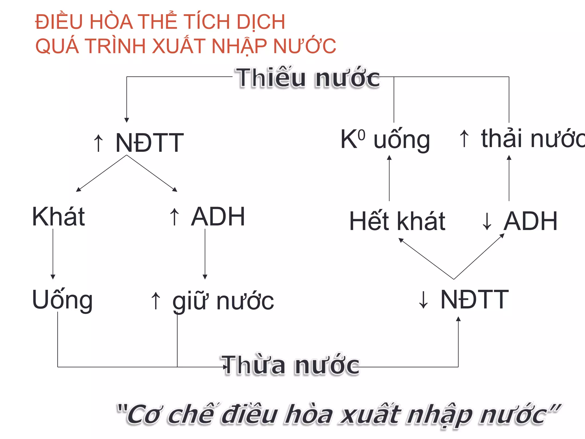 ĐIỀU HÒA THỂ TÍCH DỊCH
QUÁ TRÌNH XUẤT NHẬP NƯỚC
↑ NĐTT
↓ NĐTT
Khát ↑ ADH
Uống ↑ giữ nước
↓ ADH
K0
uống
Hết khát
↑ thải nước
 