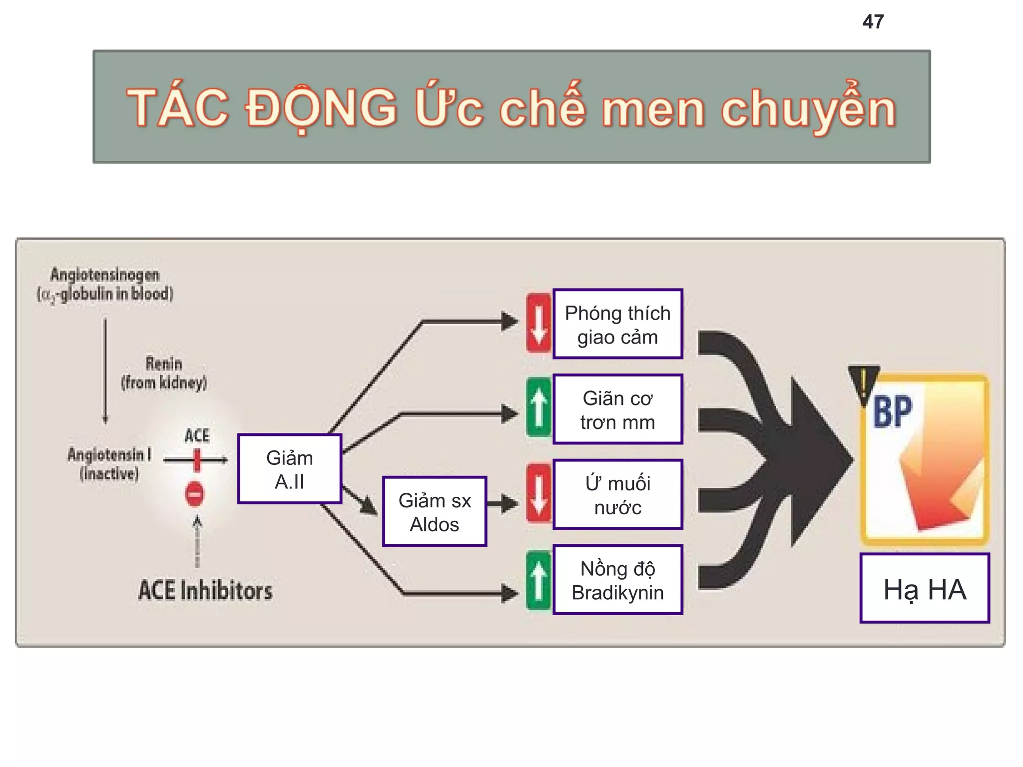 47
Phóng thích
giao cảm
Giãn cơ
trơn mm
Ứ muối
nước
Nồng độ
Bradikynin Hạ HA
Giảm sx
Aldos
Giảm
A.II
 