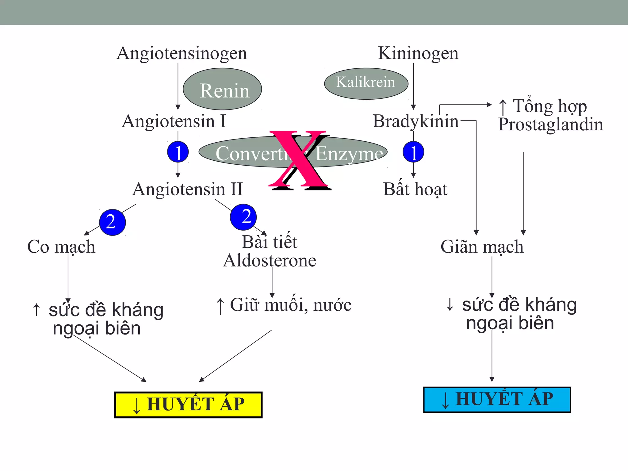 Angiotensinogen
Angiotensin I
Angiotensin II
Co mạch
↑ sức đề kháng
ngoại biên
↑ HUYẾT ÁP
Bài tiết
Aldosterone
↑ Giữ muối, nước
Kininogen
Bradykinin
Bất hoạt
↑ Tổng hợp
Prostaglandin
Giãn mạch
↓ sức đề kháng
ngoại biên
↓ HUYẾT ÁP
Renin
Kalikrein
Converting Enzyme
2 2
1 1
XX
↓ HUYẾT ÁP
 