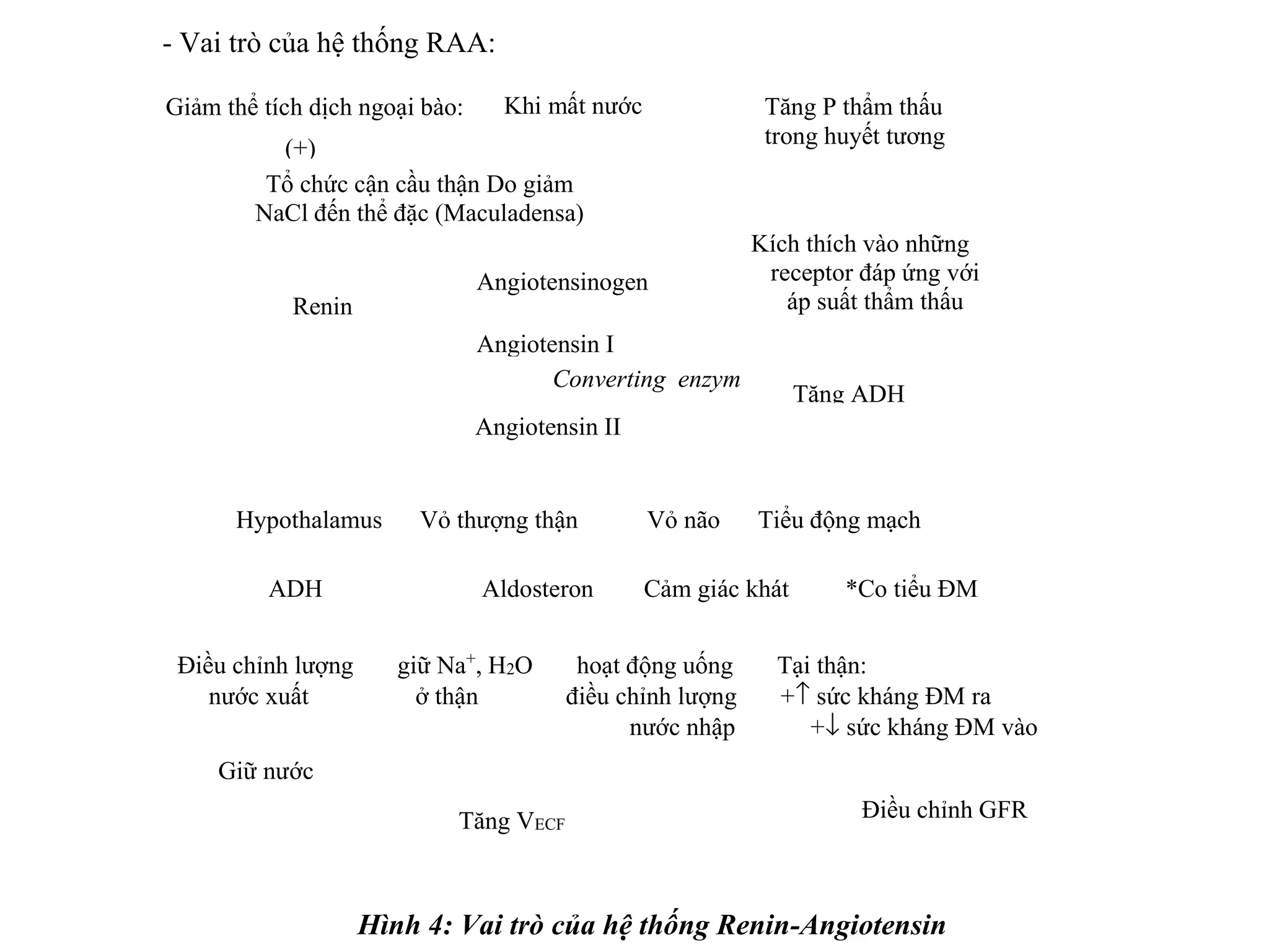 - Vai trò của hệ thống RAA:
Hình 4: Vai trò của hệ thống Renin-Angiotensin
Kích thích vào những
receptor đáp ứng với
áp suất thẩm thấu
Tăng ADH
Tổ chức cận cầu thận Do giảm
NaCl đến thể đặc (Maculadensa)
Angiotensinogen
Renin
Angiotensin I
Converting enzym
Angiotensin II
Hypothalamus Vỏ thượng thận Vỏ não Tiểu động mạch
ADH Aldosteron Cảm giác khát *Co tiểu ĐM
Tăng VECF
Giữ nước
Điều chỉnh GFR
Điều chỉnh lượng giữ Na+
, H2O hoạt động uống Tại thận:
nước xuất ở thận điều chỉnh lượng +↑ sức kháng ĐM ra
nước nhập +↓ sức kháng ĐM vào
Giảm thể tích dịch ngoại bào: Tăng P thẩm thấu
trong huyết tương
Khi mất nước
(+)
 