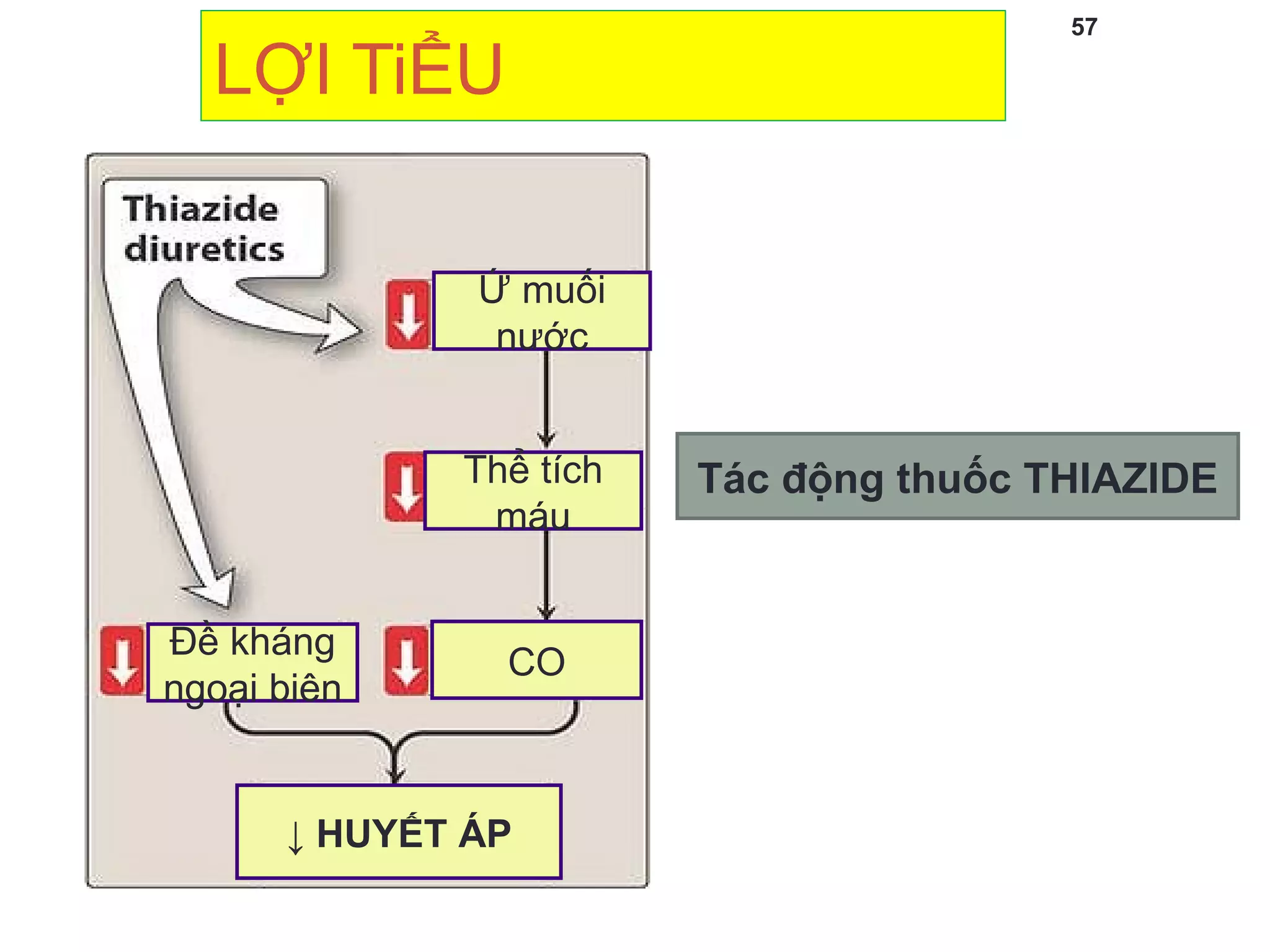 LỢI TiỂU
57
Tác động thuốc THIAZIDE
Ứ muối
nước
Thể tích
máu
CO
Đề kháng
ngoại biên
↓ HUYẾT ÁP
 