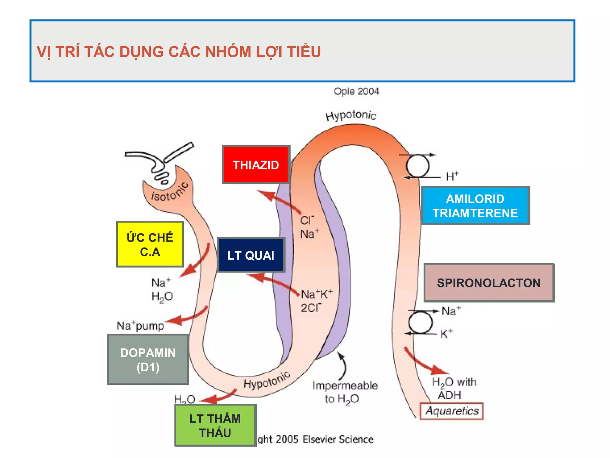 VỊ TRÍ TÁC DỤNG CÁC NHÓM LỢI TIỂU
1
DOPAMIN
(D1)
2
4
3
5
6
ỨC CHẾ
C.A
LT THẨM
THẤU
LT QUAI
THIAZID
AMILORID
TRIAMTERENE
SPIRONOLACTON
 