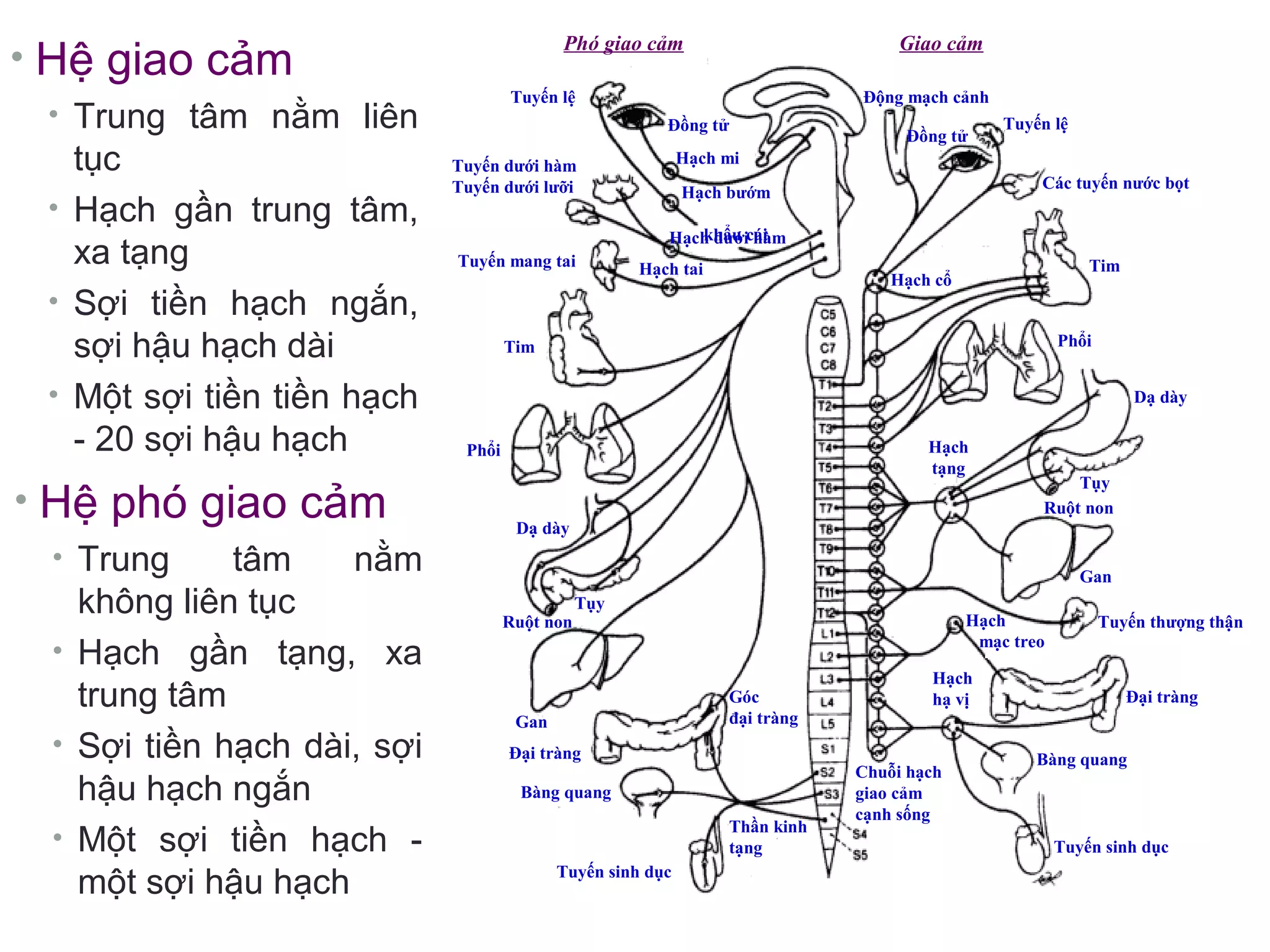 Phó giao cảm Giao cảm
Tuyến lệ
Đồng tử
Đồng tử
Tuyến lệ
Động mạch cảnh
Các tuyến nước bọt
Hạch cổ
Tim
Tim
Tuyến mang tai
Tuyến dưới hàm
Tuyến dưới lưỡi
Hạch mi
Hạch bướm
khẩu cáiHạch dưới hàm
Hạch tai
Phổi
Phổi
Dạ dày
Dạ dày
Tụy
Tụy
Ruột non
Ruột non
Hạch
tạng
Gan
Gan
Đại tràng
Đại tràng
Tuyến thượng thậnHạch
mạc treo
Hạch
hạ vị
Bàng quang
Bàng quang
Tuyến sinh dục
Tuyến sinh dục
Chuỗi hạch
giao cảm
cạnh sống
Góc
đại tràng
Thần kinh
tạng
• Hệ giao cảm
• Trung tâm nằm liên
tục
• Hạch gần trung tâm,
xa tạng
• Sợi tiền hạch ngắn,
sợi hậu hạch dài
• Một sợi tiền tiền hạch
- 20 sợi hậu hạch
• Hệ phó giao cảm
• Trung tâm nằm
không liên tục
• Hạch gần tạng, xa
trung tâm
• Sợi tiền hạch dài, sợi
hậu hạch ngắn
• Một sợi tiền hạch -
một sợi hậu hạch
 