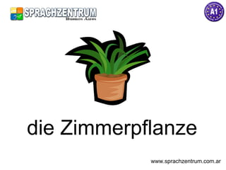 die Zimmerpflanze www.sprachzentrum.com.ar 