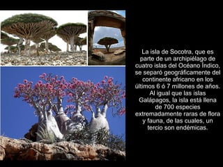 La isla de Socotra, que es
  parte de un archipiélago de
cuatro islas del Océano Índico,
se separó geográficamente del
    continente africano en los
últimos 6 ó 7 millones de años.
       Al igual que las islas
 Galápagos, la isla está llena
         de 700 especies
extremadamente raras de flora
    y fauna, de las cuales, un
      tercio son endémicas.
 