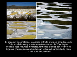 El agua del lago moteado, localizado entre la provincia canadiense de
    Columbia Británica y el estado norteamericano de Washington,
 conlleva ricos recursos minerales, formando círculos con los bordes
 blancos: charcos poco profundos que reflejan el contenido del agua
                      con tonos azules y verdes.
 