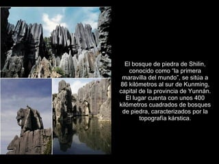 El bosque de piedra de Shilin,
    conocido como “la primera
 maravilla del mundo”, se sitúa a
86 kilómetros al sur de Kunming,
capital de la provincia de Yunnán.
   El lugar cuenta con unos 400
kilómetros cuadrados de bosques
 de piedra, caracterizados por la
         topografía kárstica.
 