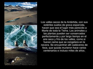 Los valles secos de la Antártida, con sus
  estériles suelos de grava esparcida,
 hacen que sea el lugar más parecido a
 Marte de toda la Tierra. Los animales y
  las plantas pueden ser conservados
 perfectamente y por largo tiempo en el
  aire seco y frío de los valles, como si
  fueran carne que se congelara en la
nevera. Se encuentran allí cadáveres de
 foca, que quizás murieron hace varios
  centenarios e incluso miles de años.
 