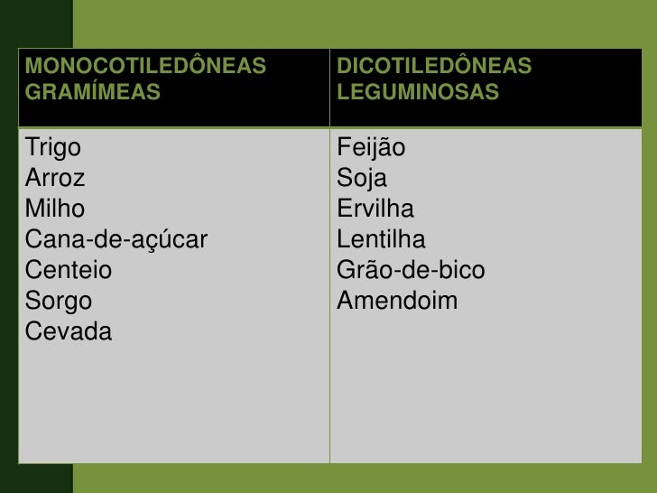 Aponte As Diferenças Entre Monocotiledôneas E Eudicotiledôneas E Dê Exemplos