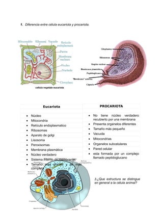 1. Diferencia entre célula eucariota y procariota.

PROCARIOTA

Eucariota
•

Núcleo

•

Mitocondria

•

Retículo endoplasmatico

•

Ribosomas

•

Aparato de golgi

•

Lisosoma

•

Peroxisomas

•

Membrana plasmática

•

Núcleo verdadero

•

Sistema interno de membranas

•

•

Tamaño mas grande y es mas
completa

•

No tiene núcleo verdadero
recubierto por una membrana
Presenta organelos diferentes

•

Tamaño más pequeño

•

Vacuola

•

Mitocondrias

•

Organelos subcelulares

•

Pared celular

•

esta formada por un complejo
llamado peptidoglucano

2.¿Que estructura se distingue
en general a la célula animal?

 