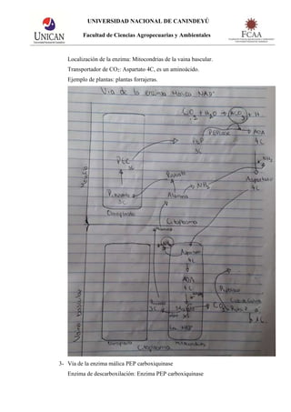 Diferencia C3-C4-CAM.docx