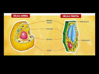 Diferencia celula animal y vegetal