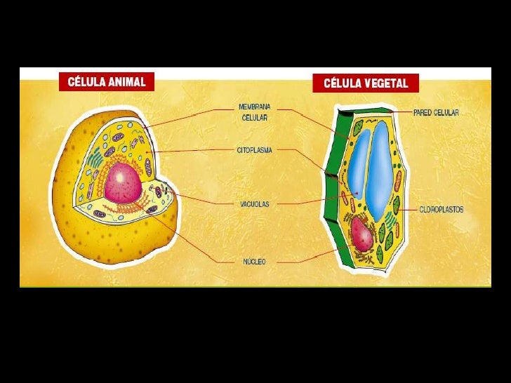 Diferencia Celula Animal Y Vegetal