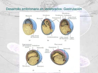Desarrollo embrionario en vertebrados: Gastrulación 