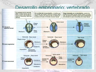 Desarrollo embrionario: vertebrado 