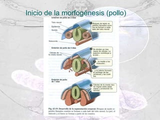 Inicio de la morfogénesis (pollo) 