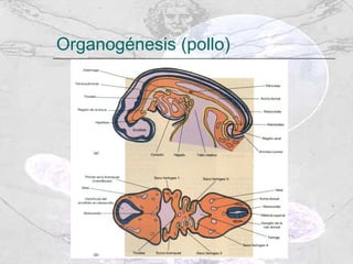 Organogénesis (pollo) 