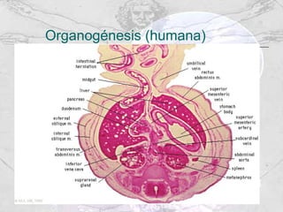 Organogénesis (humana) 