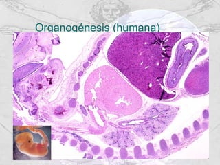 Organogénesis (humana) 