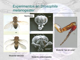 Experimentos en  Drosophila melanogaster Mutante bithórax Mutante antennapedia Mutante “ojo en pata” Normales 
